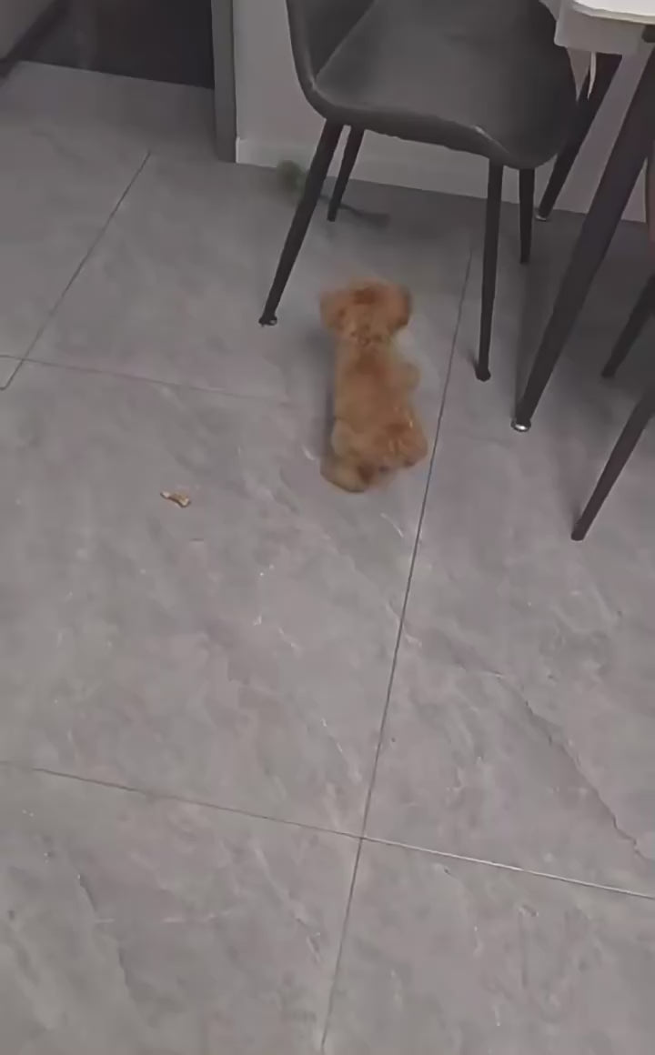 Smart Motion Pet Ball – Keep Your Pet Active, Happy & Entertained